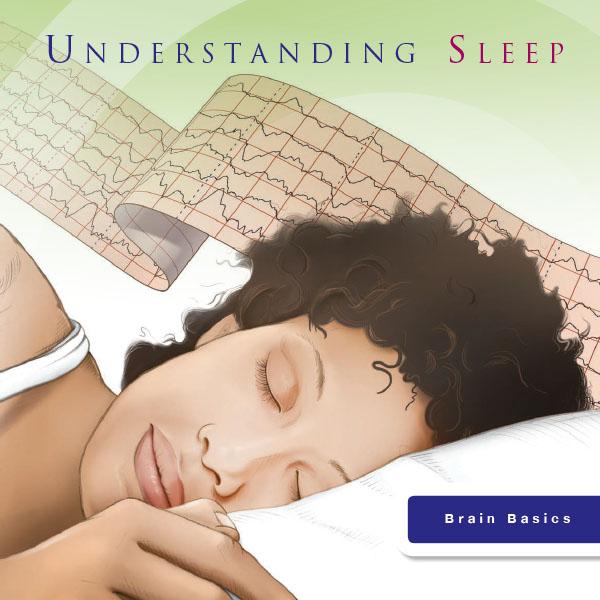 Understanding Sleep (Brain Basics)